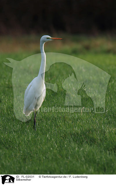 Silberreiher / great white egret / FL-02031