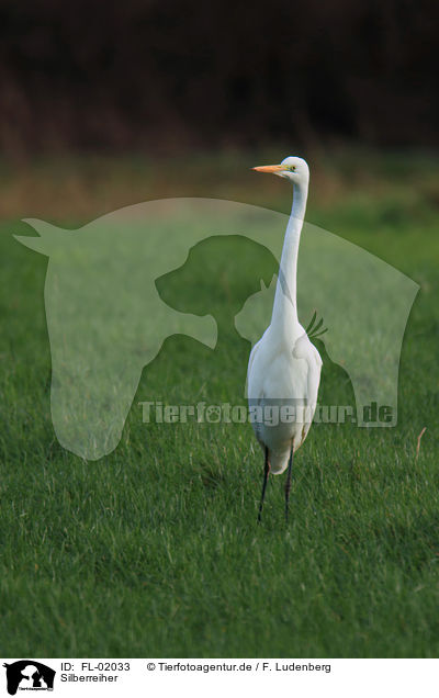 Silberreiher / great white egret / FL-02033