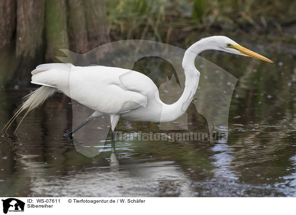 Silberreiher / great white egret / WS-07611
