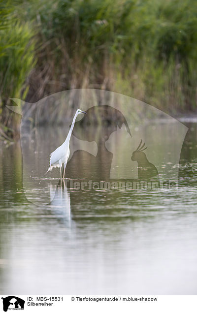 Silberreiher / great white egret / MBS-15531