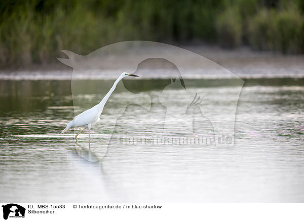 Silberreiher / great white egret / MBS-15533