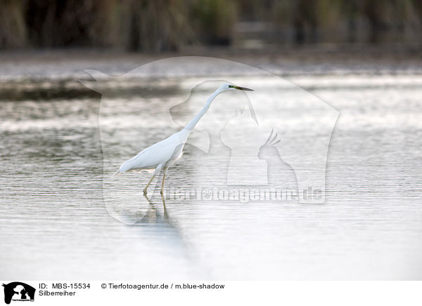 Silberreiher / great white egret / MBS-15534