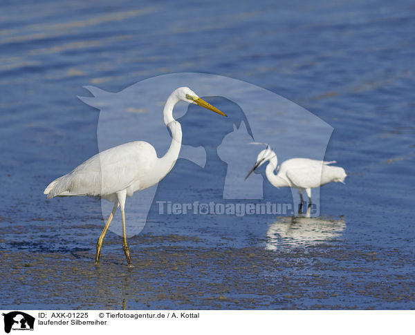 laufender Silberreiher / walking Great White Egret / AXK-01225