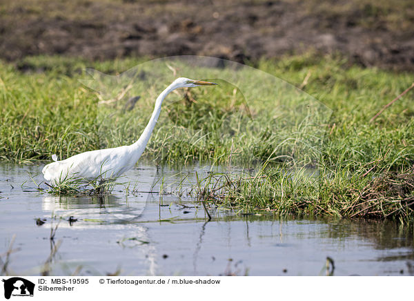 Silberreiher / Great White Egret / MBS-19595