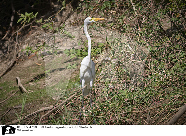 Silberreiher / Great White Egret / JR-04710