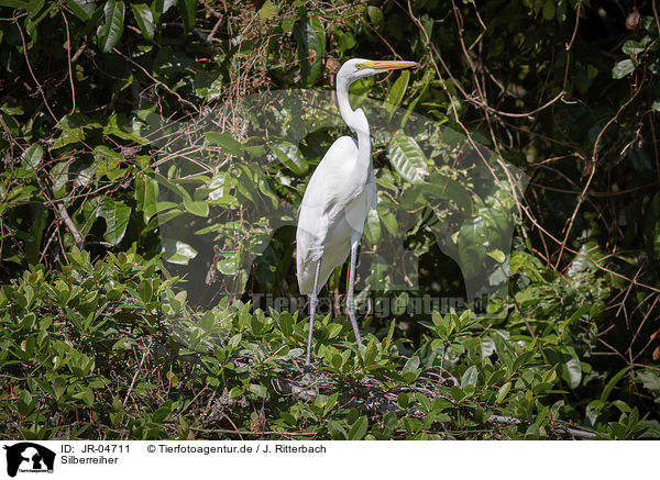 Silberreiher / Great White Egret / JR-04711