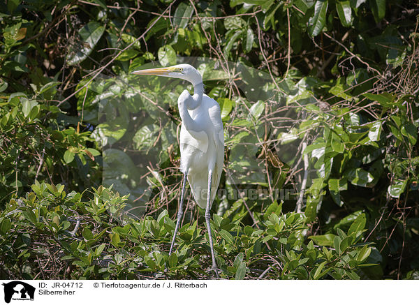 Silberreiher / Great White Egret / JR-04712