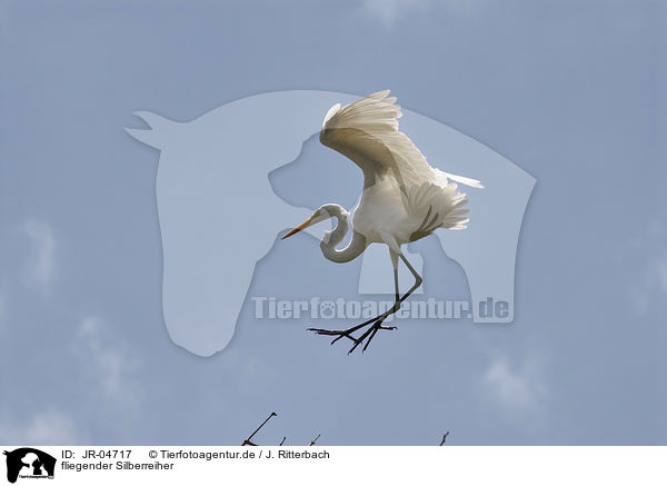 fliegender Silberreiher / flying Great White Egret / JR-04717