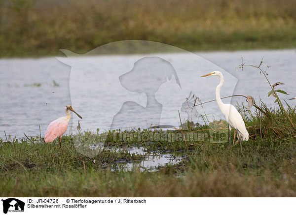 Silberreiher mit Rosalffler / Great White Egret with Roseate Spoonbill / JR-04726