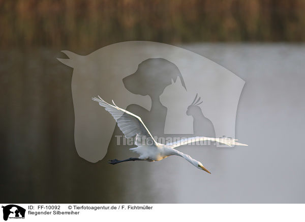 fliegender Silberreiher / flying Great White Egret / FF-10092