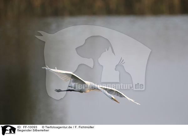 fliegender Silberreiher / flying Great White Egret / FF-10093
