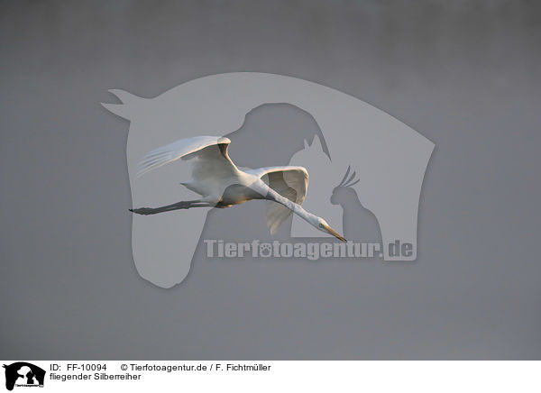 fliegender Silberreiher / flying Great White Egret / FF-10094