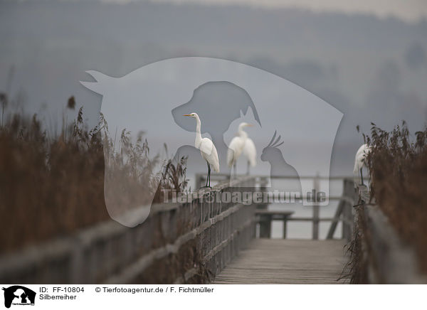 Silberreiher / great white egret / FF-10804