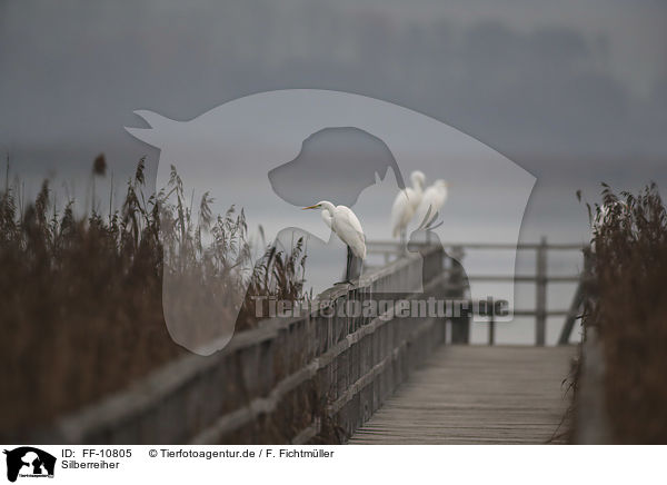 Silberreiher / great white egret / FF-10805