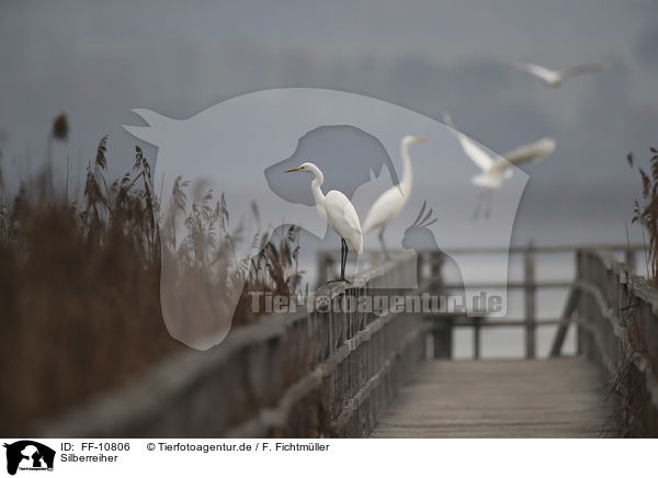 Silberreiher / great white egret / FF-10806