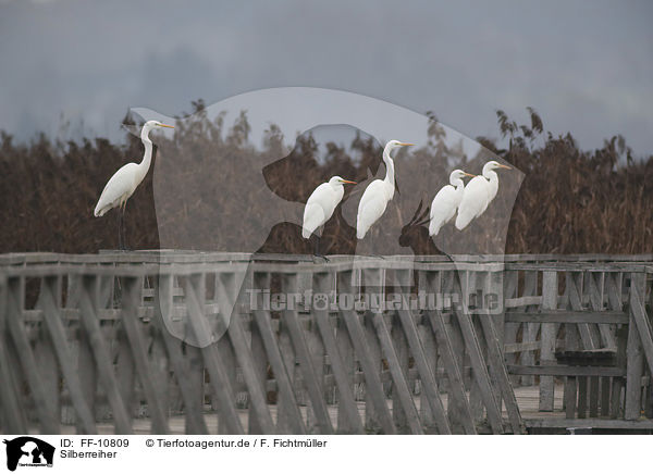 Silberreiher / great white egret / FF-10809