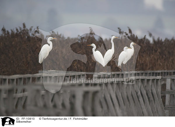 Silberreiher / great white egret / FF-10810