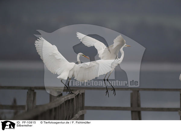 Silberreiher / great white egret / FF-10815