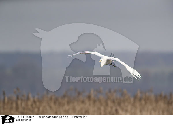 Silberreiher / great white egret / FF-10817