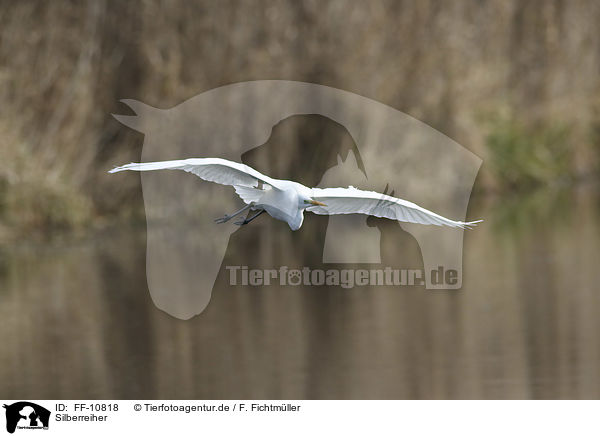 Silberreiher / great white egret / FF-10818