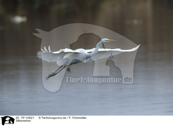 Silberreiher / great white egret / FF-10821