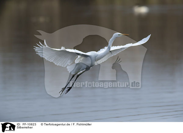 Silberreiher / great white egret / FF-10823