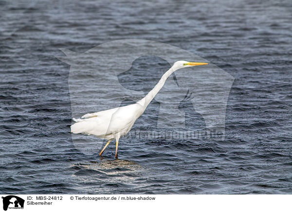 Silberreiher / great white egret / MBS-24812