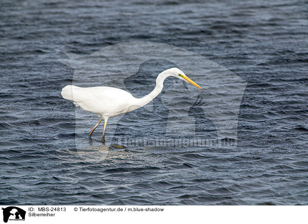 Silberreiher / great white egret / MBS-24813