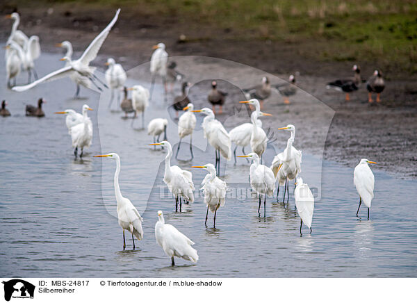 Silberreiher / great white egret / MBS-24817