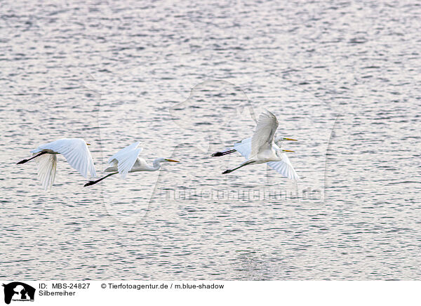 Silberreiher / great white egret / MBS-24827