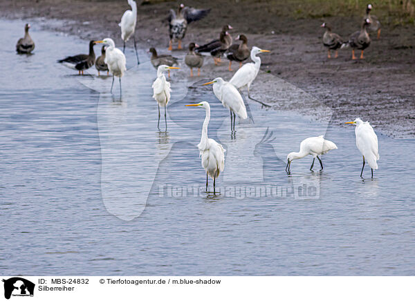 Silberreiher / great white egret / MBS-24832