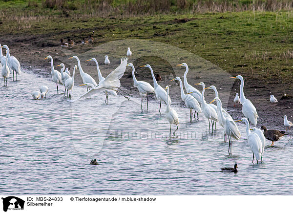 Silberreiher / great white egret / MBS-24833