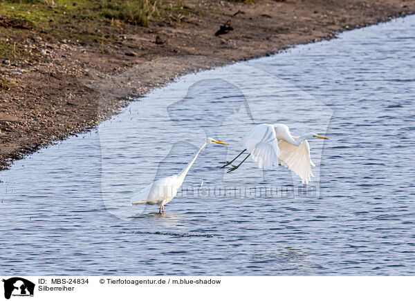 Silberreiher / great white egret / MBS-24834