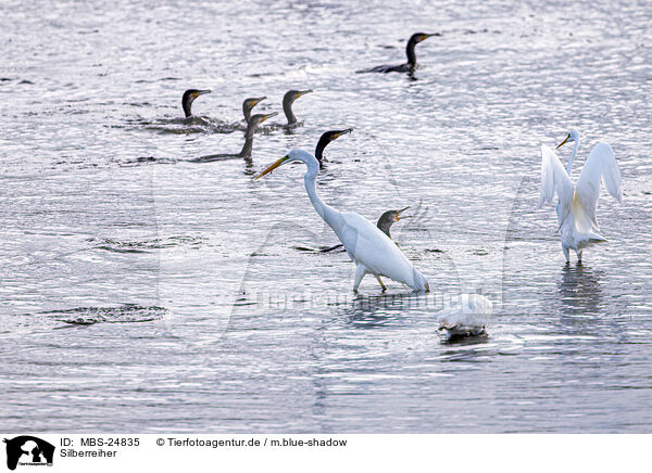 Silberreiher / great white egret / MBS-24835