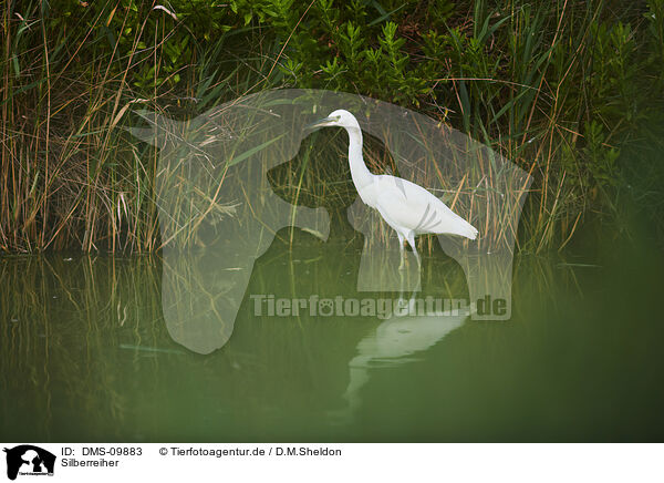 Silberreiher / great white egret / DMS-09883