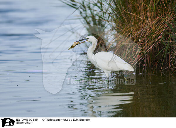 Silberreiher / great white egret / DMS-09885