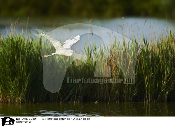 Silberreiher / great white egret / DMS-09891