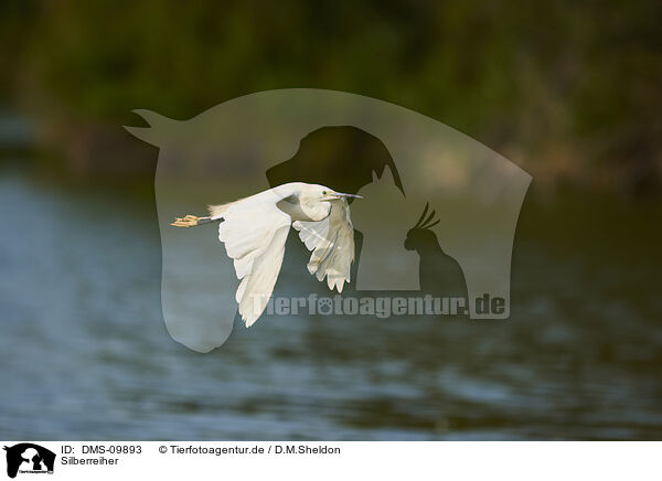 Silberreiher / great white egret / DMS-09893