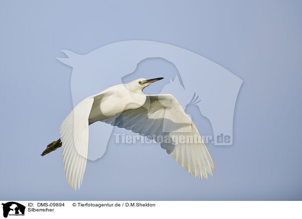 Silberreiher / great white egret / DMS-09894