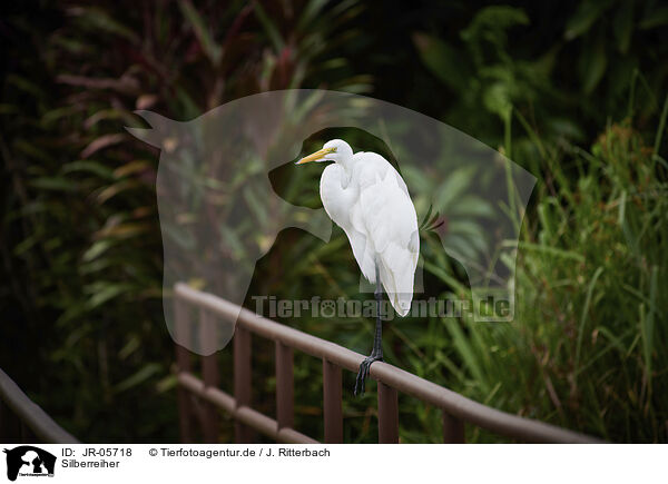 Silberreiher / great white egret / JR-05718