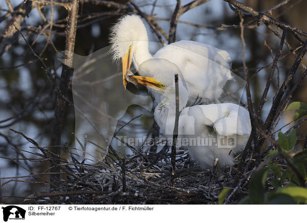 Silberreiher / great white egret / FF-12767