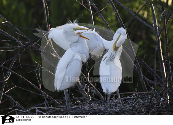 Silberreiher / great white egret / FF-12770