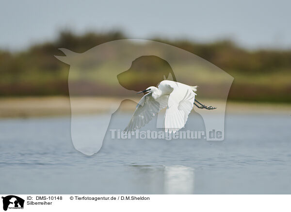 Silberreiher / great white egret / DMS-10148