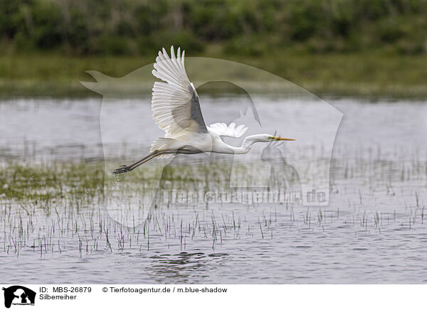 Silberreiher / great white egret / MBS-26879