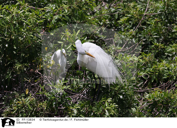 Silberreiher / common egret / FF-13834