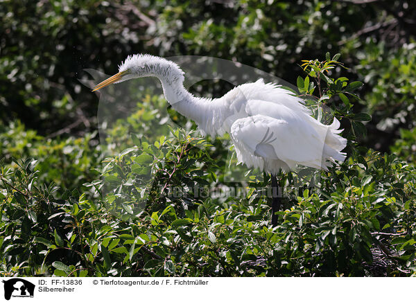 Silberreiher / common egret / FF-13836