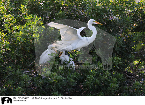 Silberreiher / common egret / FF-13847