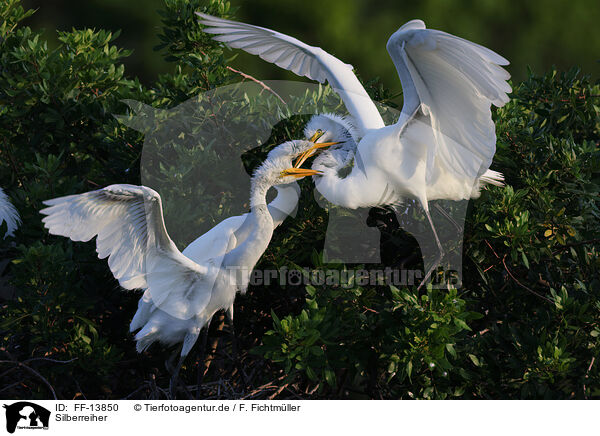 Silberreiher / common egret / FF-13850