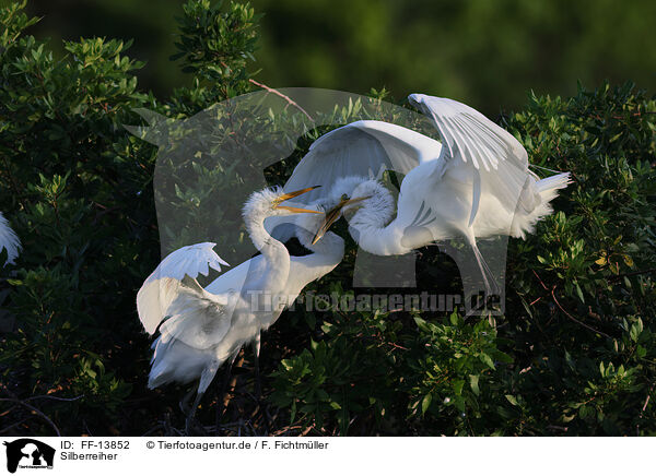 Silberreiher / common egret / FF-13852