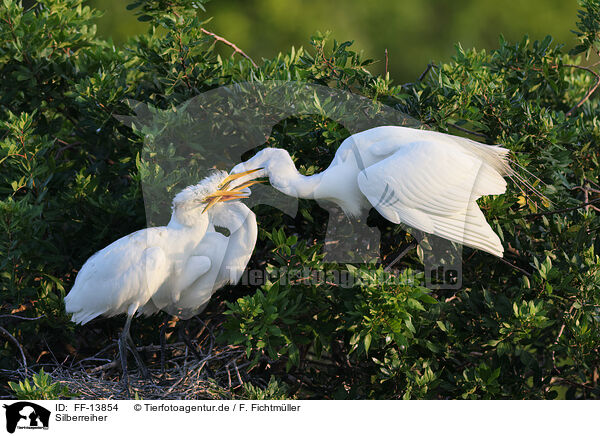 Silberreiher / common egret / FF-13854